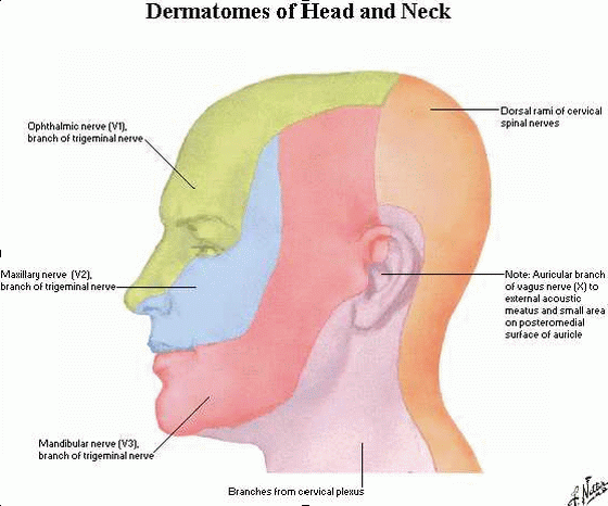 Dermatomes Of The Scalp My XXX Hot Girl